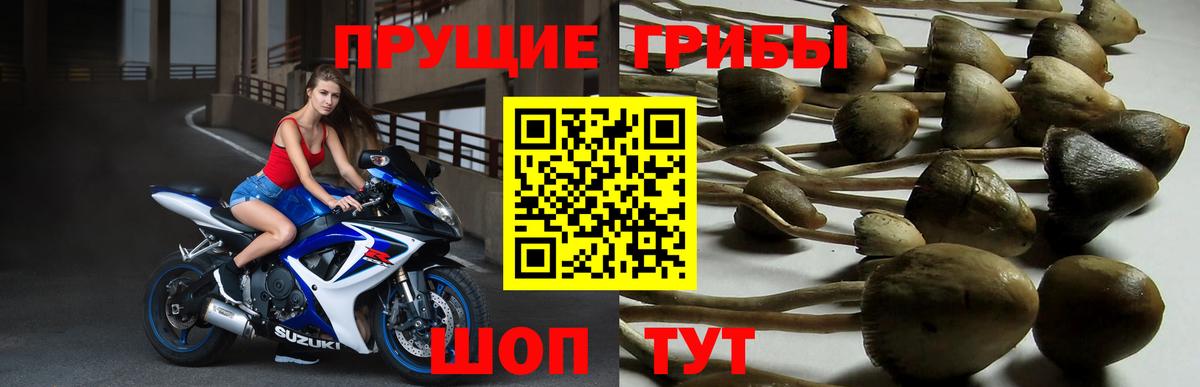 Галлюциногенные грибы Psilocybe Бугуруслан